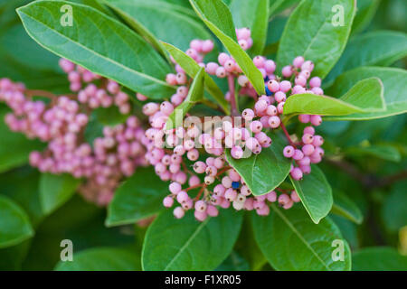 Possumhaw berries (Viburnum nudum) - USA Stock Photo