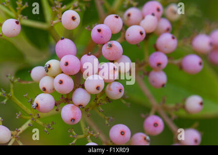 Possumhaw berries (Viburnum nudum) - USA Stock Photo