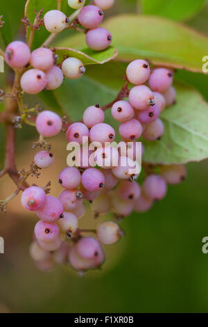 Possumhaw berries (Viburnum nudum) - USA Stock Photo