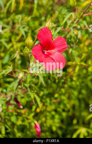 Red hibiscus flower - USA Stock Photo