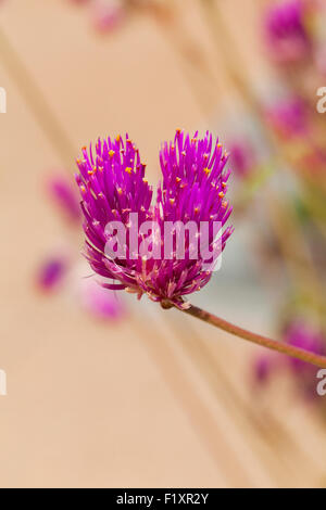 Globe amaranth flower (Gomphrena globosa) - USA Stock Photo
