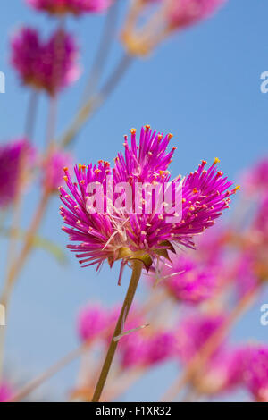 Globe amaranth flower (Gomphrena globosa) - USA