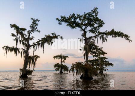 United States, Louisiana, Spanish moss (Tillandsia usneoides) on Cypress Bayou in Lake Fausse Pointe Stock Photo