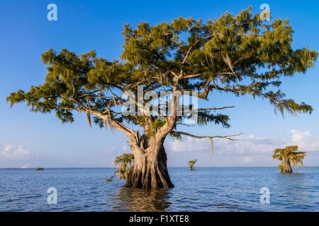 United States, Louisiana, Spanish moss (Tillandsia usneoides) on Cypress Bayou in Lake Fausse Pointe Stock Photo