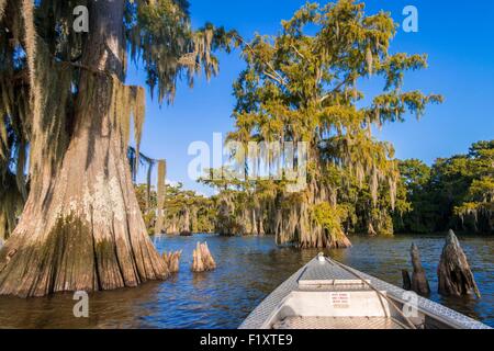 United States, Louisiana, Spanish moss (Tillandsia usneoides) on Cypress Bayou in Lake Fausse Pointe Stock Photo