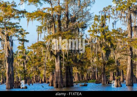 United States, Louisiana, Spanish moss (Tillandsia usneoides) on Cypress Bayou in Lake Fausse Pointe Stock Photo