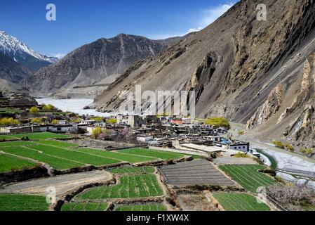 Nepal, Gandaki zone, Upper Mustang (near the border with Tibet), village of Kagbeni (2800m) surrounded by fields in the valley of the Kali Gandaki river Stock Photo
