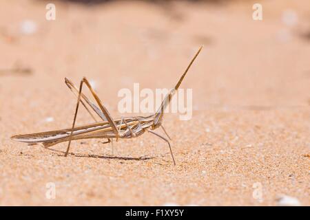 Morocco, Nador Lagoon, Locust long nose (Acrida ungarica mediterranea) Stock Photo