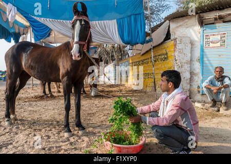 India, Rajasthan state, Nagaur, the Nagaur cattle fair is the largest fair of its kind in the country, the Marwari horses are sold at extremely high prices Stock Photo