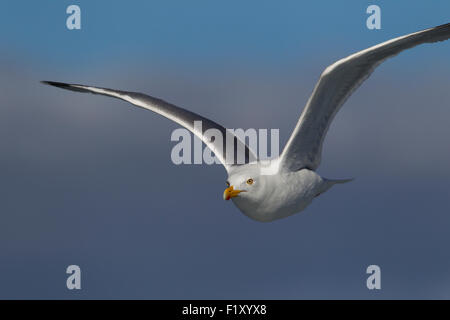 Close up on flying seagull flying against the photographer Stock Photo