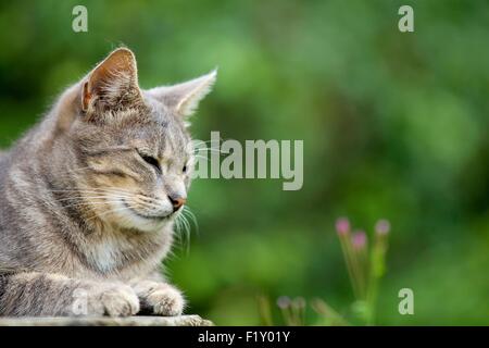 France, Isere, domestic tabby cat (Felis silvestris catus), adult Stock Photo