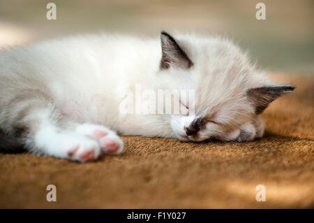France, Isere, domestic tabby cat (Felis silvestris catus), 2 months Stock Photo