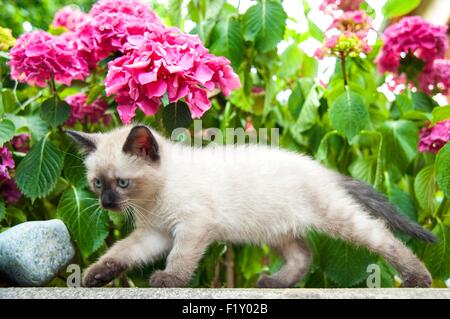 France, Isere, domestic tabby cat (Felis silvestris catus), 2 months Stock Photo