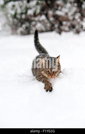 France, Isere, domestic tabby cat (Felis silvestris catus), adult, in the snow Stock Photo