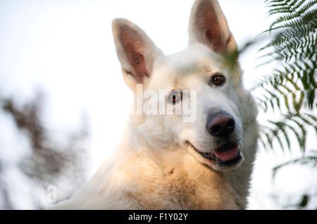 France, Isere, dog (Canis lupus familiaris), white Swiss sheepdog, portrait Stock Photo