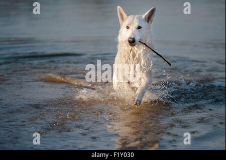 France, Isere, dog (Canis lupus familiaris), white Swiss sheepdog, in water Stock Photo