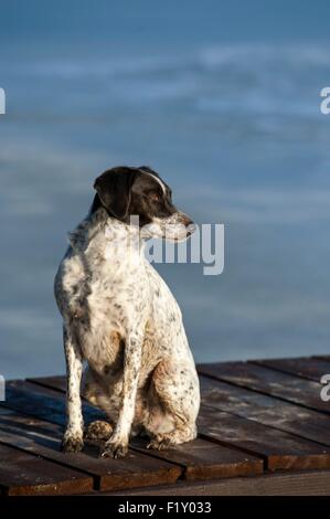 France, Loire, Dog (Canis lupus familiaris), hunting dog type Braque, seatted on a pontoon Stock Photo
