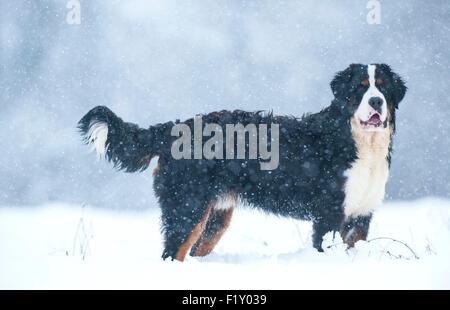 France, Isere, dog (Canis lupus familiaris), Bernese Mountain Dog in snow Stock Photo