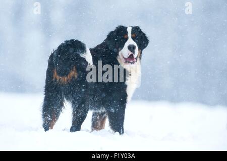 France, Isere, dog (Canis lupus familiaris), Bernese Mountain Dog in snow Stock Photo