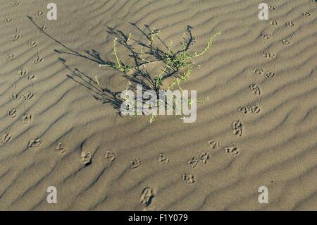 Black-headed Gull (Larus ridibundus), footprint in the sand Stock Photo