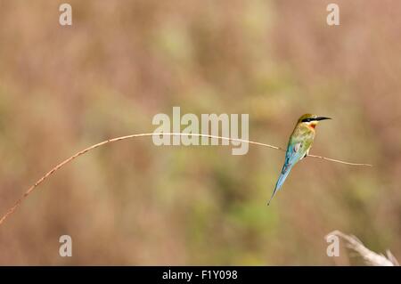 Thailand, Blue-tailed Bee-eater (Merops philippinus) Stock Photo