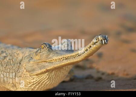 India, Uttar Pradesh state, Chambal river, Gharial (Gavialis gangeticus), on the sand of the river Stock Photo