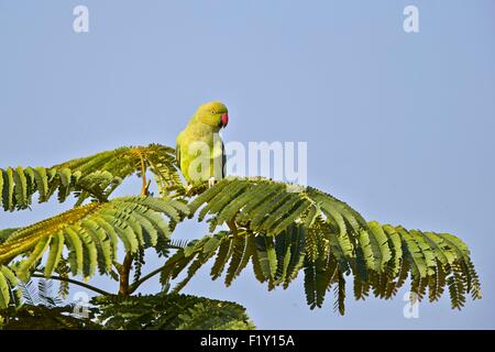 India, Gujarat state, Blackbuck national park, Alexandrine Parakeet or Alexandrian Parrot (Psittacula eupatria) Stock Photo