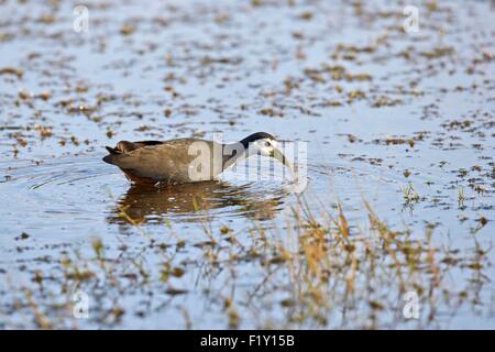 India, Rajasthan state, Ranthambore National Park, White-breasted waterhen (Amaurornis phoenicurus) in a marsch Stock Photo