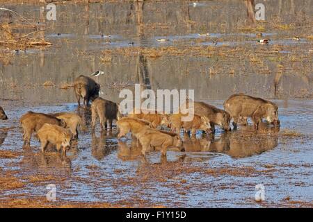 India, Rajasthan state, Ranthambore National Park, Wild boar or wild pig (Sus scrofa affinis), group feeding on aquatics plants in a marsch Stock Photo