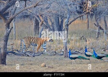 India, Rajasthan state, Ranthambore National Park, Bengal tiger (Panthera tigris tigris), with peacock Stock Photo