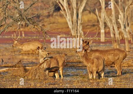 India, Rajasthan state, Ranthambore National Park, Sambar deer (Rusa unicolor), group of female feeding on aquatics plants in a marsch Stock Photo