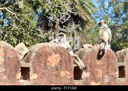 India, Rajasthan state, Ranthambore National Park, Hanuman Langur (Semnopithecus entellus), sunbath Stock Photo