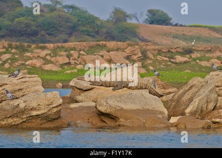 India, Uttar Pradesh state, Chambal river, Mugger Crocodile or Indian Marsh Crocodile (Crocodylus palustris) lying on the shore Stock Photo