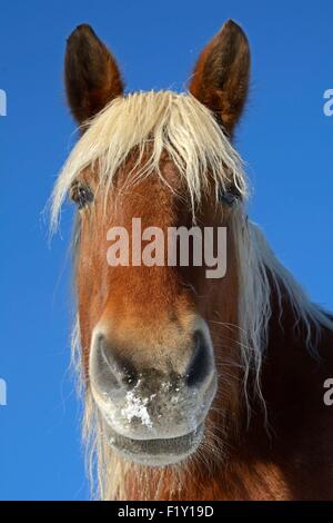 France, Doubs, Comtois horse, portrait Stock Photo