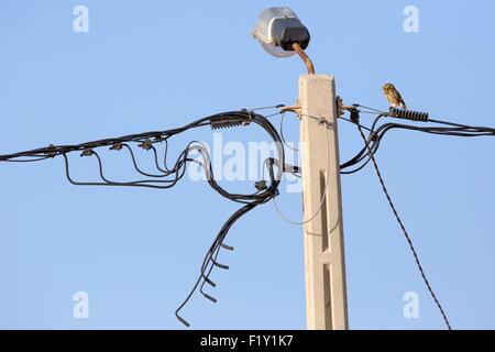 Morocco, Nador Lagoon, Little Owl (Athene noctua) Stock Photo