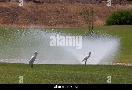 Morocco, Nador Lagoon, Western Cattle Egret (Bubulcus ibis) Stock Photo
