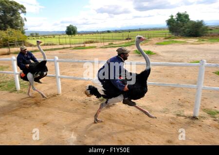 South Africa, Western Cape, Little Karoo, on the road 62, Highgate Ostrich farm near Oudtshoorn, demonstration of race to ostriches Stock Photo