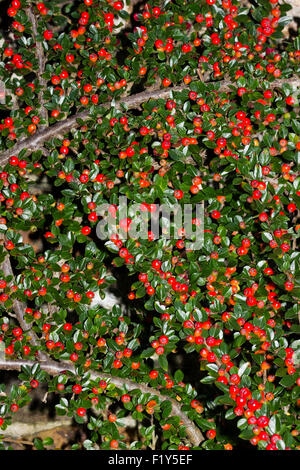 Flat branches and red autumn berries of Cotoneaster horizontalis grown as a self supporting wall shrub Stock Photo