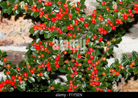 Flat branches and red autumn berries of Cotoneaster horizontalis grown as a self supporting wall shrub Stock Photo