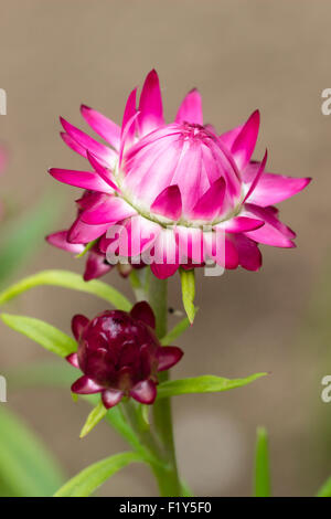 Opening flower and bud of a pink form of the straw flower everlasting annual, Helichrysum bracteatum Stock Photo