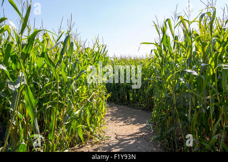 Maize Maze.  Footpath through a maze made out of a field of maize corn Stock Photo