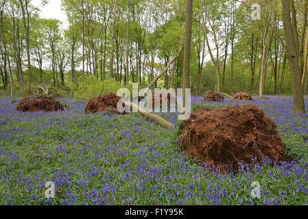 Uprooted beech trees following severe winter gales in early 2014 at Micheldever Wood in Hampshire, England Stock Photo