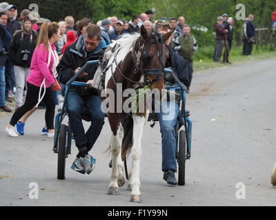 man checks phone and horse chews grass whilst pulling trap at the famous annual travellers' gathering at Appleby Horse Fair, Cumbria England UK Stock Photo