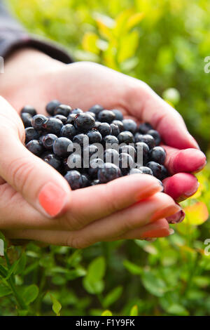 Woman picking healthy blueberries in the woods Stock Photo