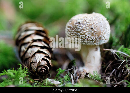The Blusher Mushroom Amanita Rubescens