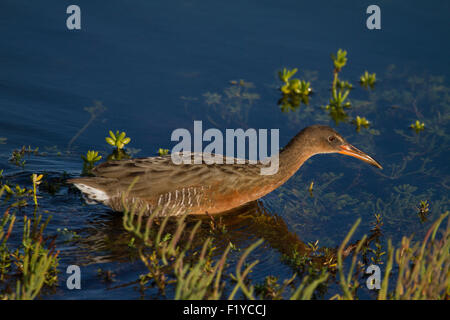 The wild endangered and highly secretive light-footed clapper rail bird Rallus longirostris levipes) at Bolsa Chica wetlands Orange County California Stock Photo