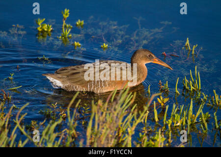 The wild endangered and highly secretive light-footed clapper rail bird Rallus longirostris levipes) at Bolsa Chica wetlands Orange County California Stock Photo