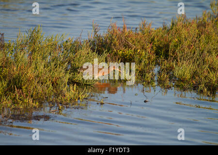 The wild endangered and highly secretive light-footed clapper rail bird Rallus longirostris levipes) at Bolsa Chica wetlands Orange County California Stock Photo