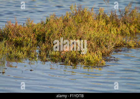 The wild endangered and highly secretive light-footed clapper rail bird Rallus longirostris levipes) at Bolsa Chica wetlands Orange County California Stock Photo