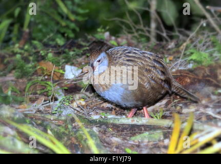 Weka (Gallirallus australis) Stock Photo